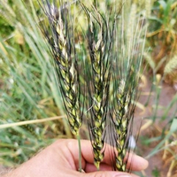 Пшеница Персидская Карталинская - Triticum Carthlicum