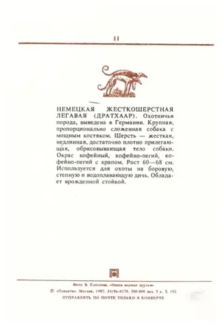 Почтовая открытка СССР - Дратхаар 1987 г.
