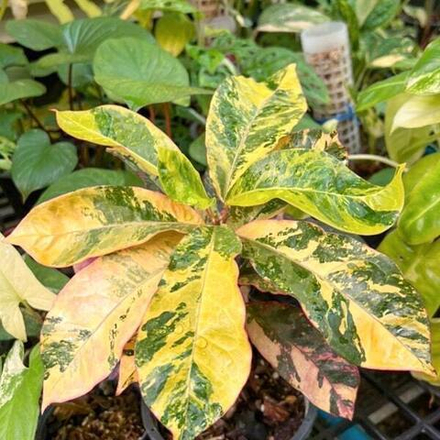 Кротон HIMARAN DANG