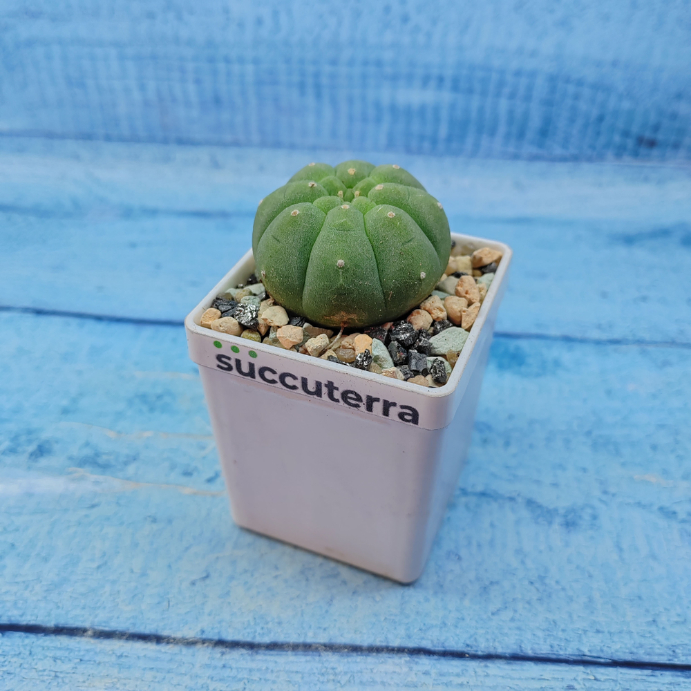 Matucana Madisoniorum (Матукана)