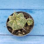Euphorbia meloformis f. Variegated (Эуфорбия вариегатная)
