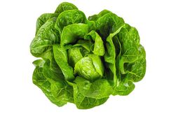 КЕОНА семена салата (Rijk Zwaan | Alexagro)