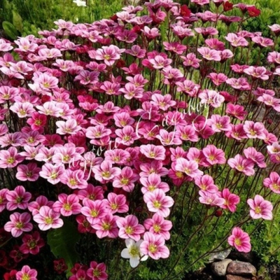 Камнеломка Арендса (горшок 1л)