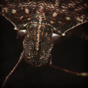 Садовый клоп под микроскопом