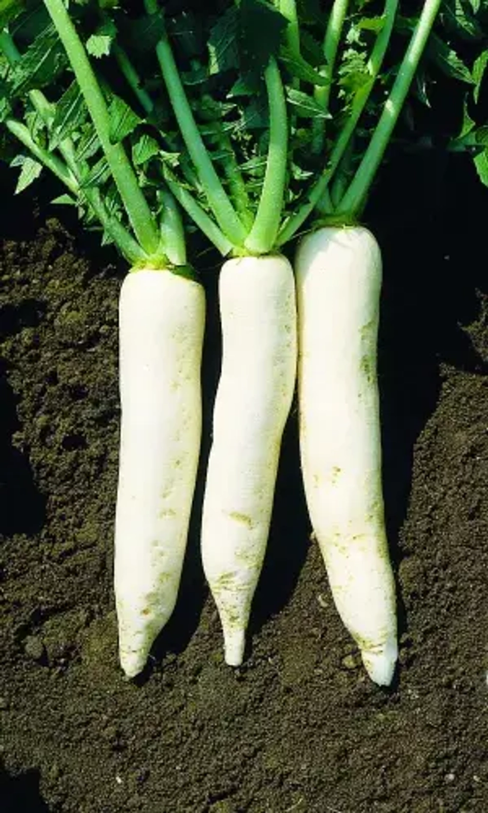 Дайкон Дубинушка 1гр УрДачник