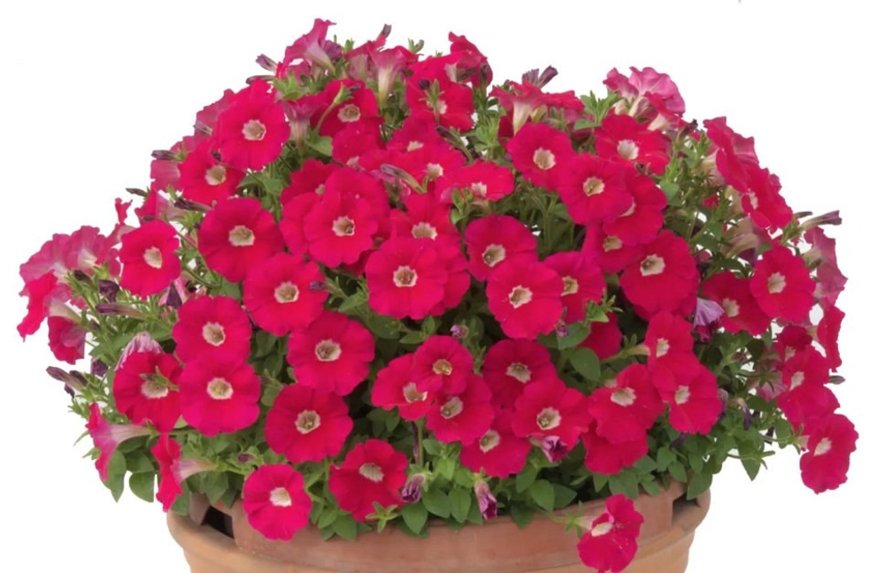 П34 Петуния Пендолино Rose Eye
