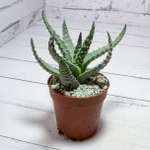 Aloe Humilis (Алоэ)