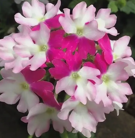 ЕВРО Вербена Tiara Mickey Rose White укорененный черенок ОКС начало декабря