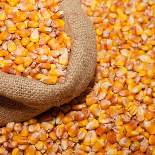 Кукуруза фуражная цельная 40 кг
