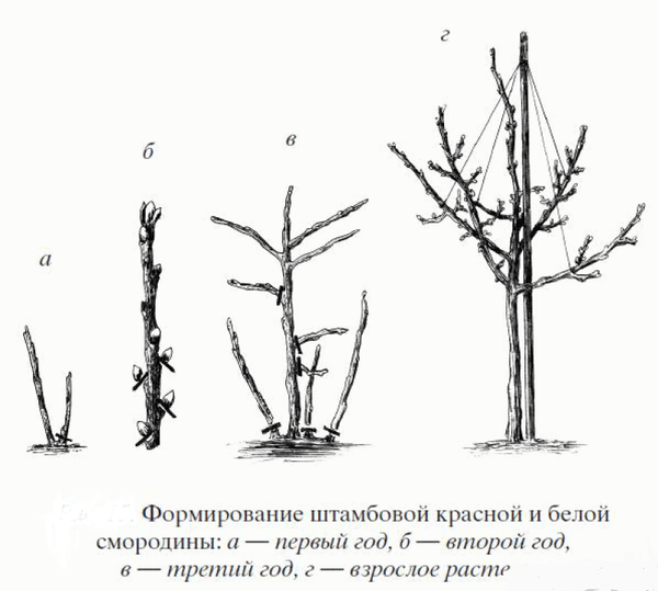Штамбовая смородина и крыжовник: красота, удобство и нюансы весенней посадки Штамбовая смородина и крыжовник: красота, удобство и нюансы весенней посадки