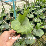 Платицериум P.WANDAE x GRANDAE
