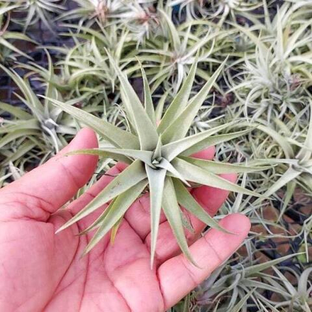 Тилландсия capitata Silver Rose S