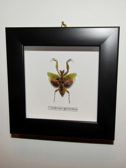 Богомол индийский цветочный в рамке