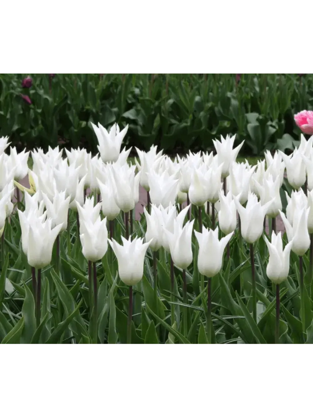 Тюльпан,луковицы BALLADE WHITE лилиецветные (4 штуки )