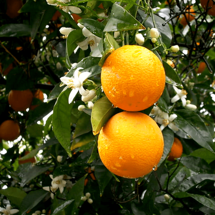 Апельсин горький эфирное масло (Индия)