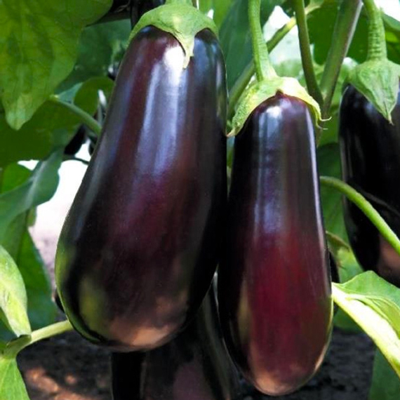 Эпик F1 семена баклажана (Seminis / ALEXAGRO) культура – фото 3