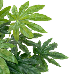 Фатсия куст 45 СМ