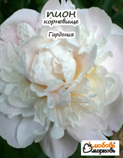 Пион Корневище, Гардения, 1шт