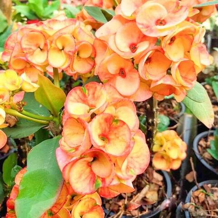 Эуфорбия Миля SANG SURIYA