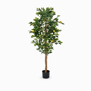 Лимонное дерево высота 150 см