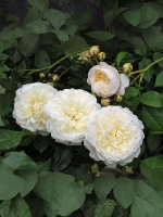 Роза английская Транквилити