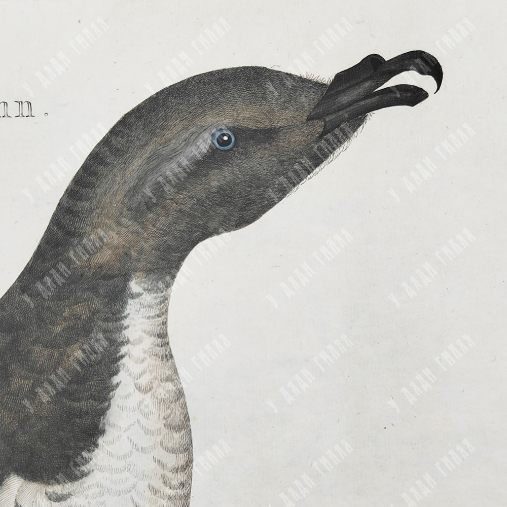 Зепп Ян Кристиан. Мэнский буревестник. Гравюра на меди, акварель. Амстердам. 1809 г.