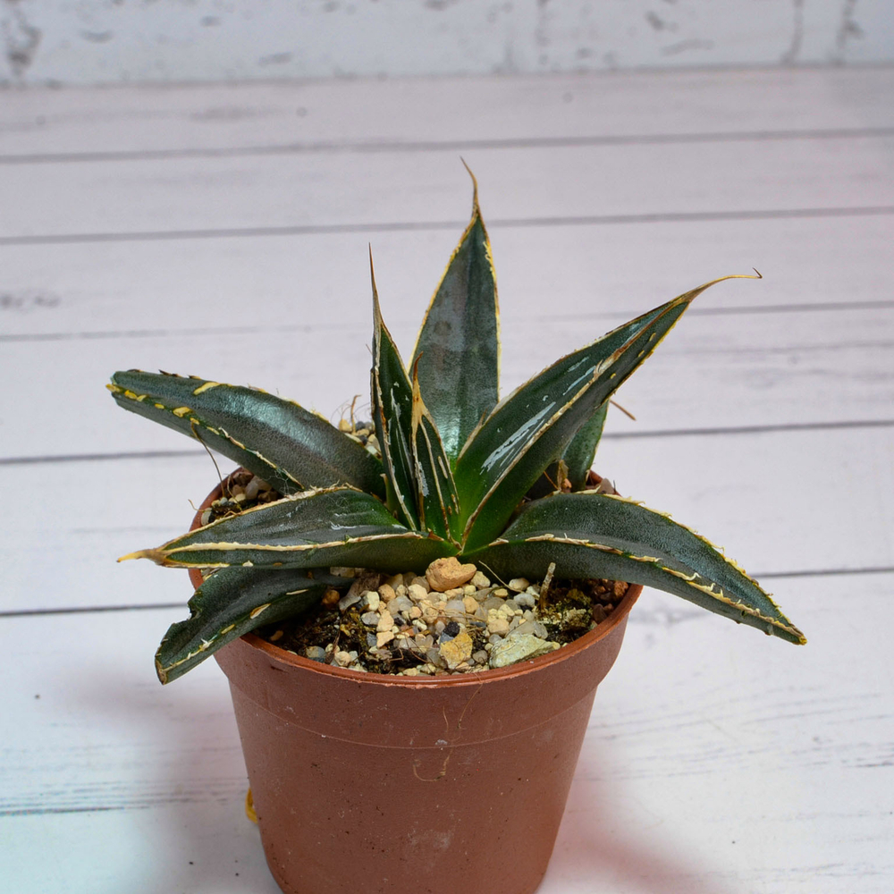 Agave Victoriae-Reginae (Агава)