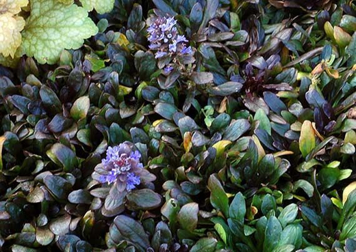 Живучка ползучая Блюберри Маффин Р9 Закупка М36 получение май-июнь 2026