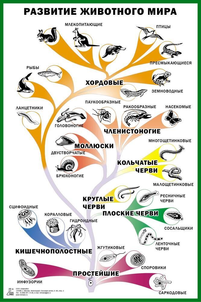 Таблица &quot;Развитие животного мира&quot; 60х90 см