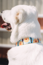 Ошейник Старо-Татарская слобода, наличие