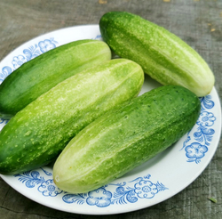Огурцы Старые Немецкие