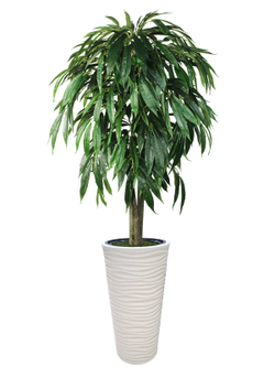 Искусственное дерево Фикус Лонгифолия 170 см в высоком круглом белом кашпо