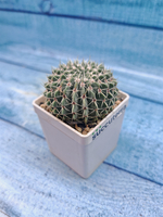 Notocactus Buiningii (Нотокактус)