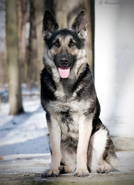 Восточно-европейская овчарка Восточно-европейская овчарка