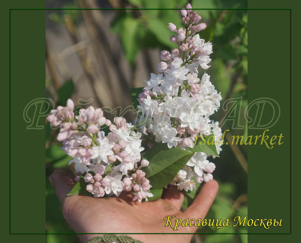 Сирень Красавица Москвы (Krasavitsa Moskvy)
