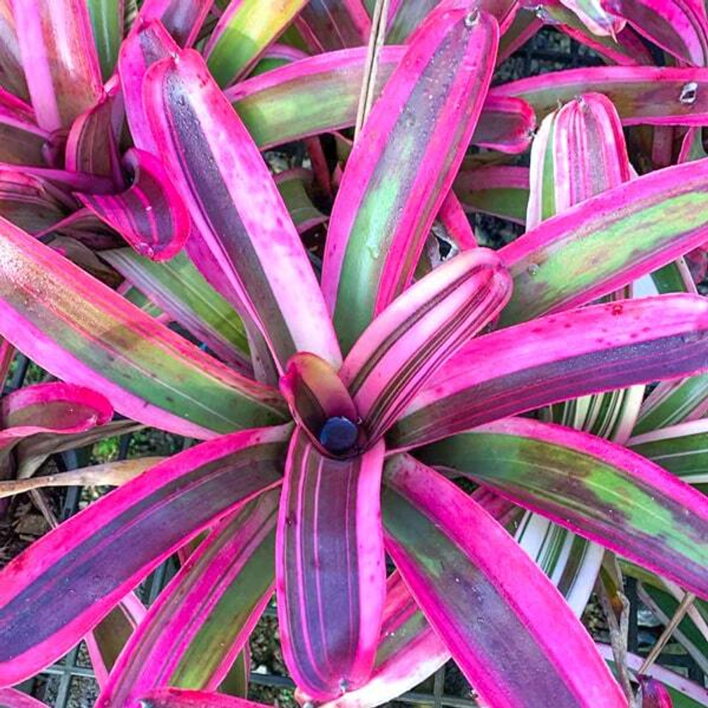 Неорегелия CRUENTA HYB