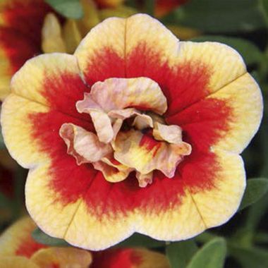 19205 КАЛИБРАХОА CALITA DOUBLE  SUNSET BICOLOR