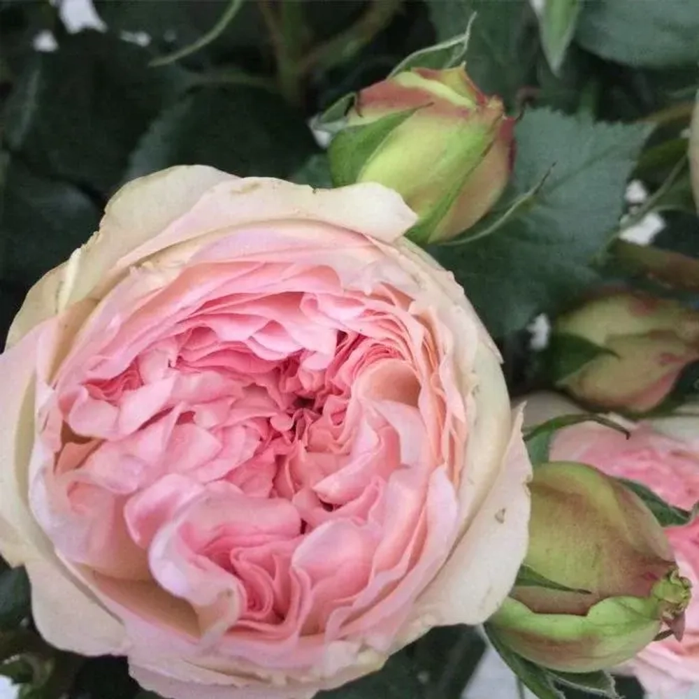 Роза Брайдл пиано