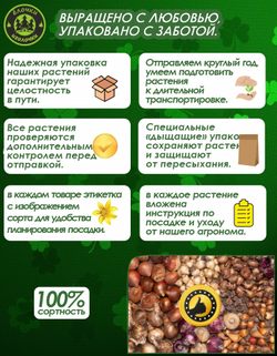 Тюльпан Луковица, Айсберг, 6+шт