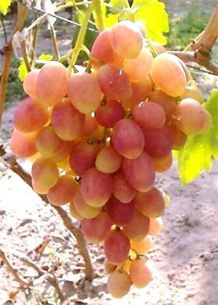 Виноград Ксения (-23)