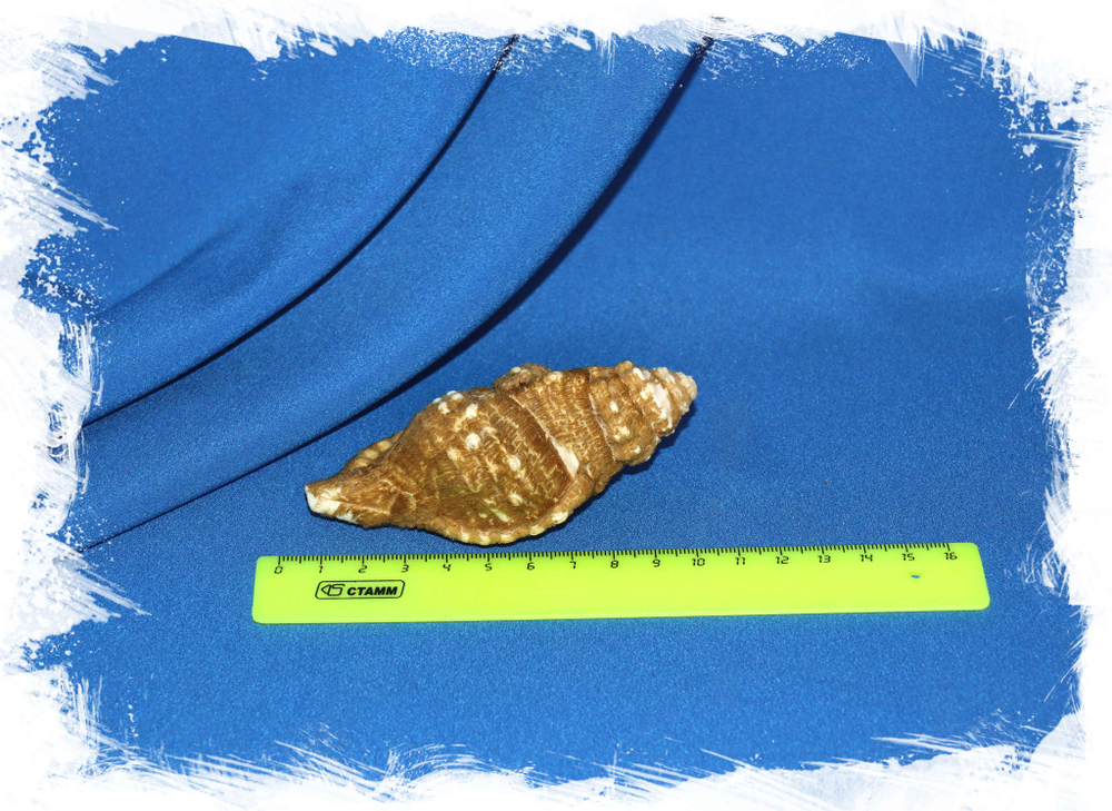 Циматиум корругатум (Cymatium corrugatum) размер