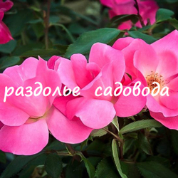 Роза Пинк Кнок Аут (Пинк Нокаут)