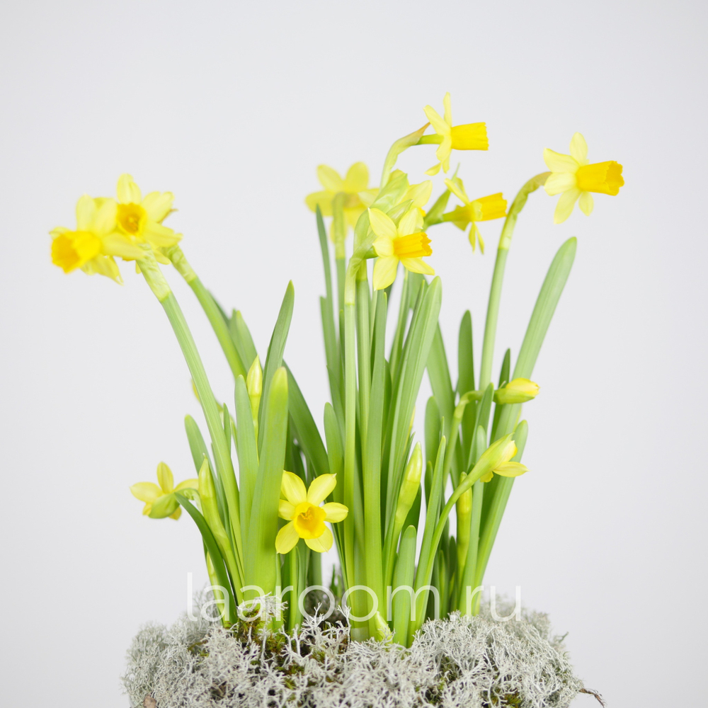 Флорариум весенний с нарциссами