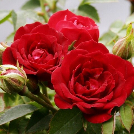 Роза почвопокровная Тиса