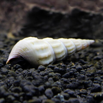 Геркулес Альбинос