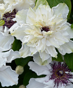 Клематис First Light( Фёрст Лайт)  Стандарт поставки Р9