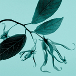 Tiffany & Co. Tiffany & Co. Sheer Туалетная вода для женщин
