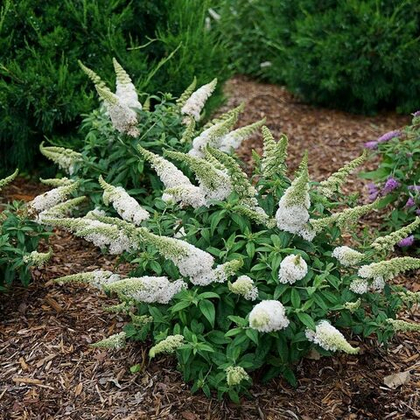 Будлея Вайт профьюжн