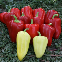 Анетта F1 семена перца сладкого (Enza Zaden / Энза Заден)