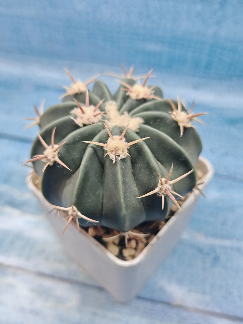 Stenocactus Coptonogonus (Стенокактус)